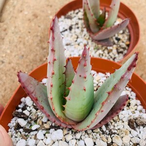 Aloe peglerae image 3