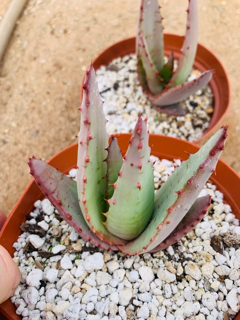 Aloe peglerae image 3