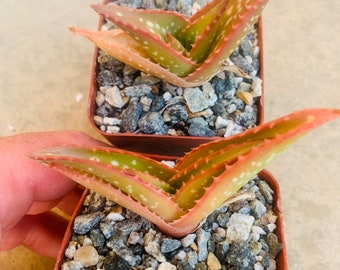 Aloe scobinifolia seedling/ 2.5” pot