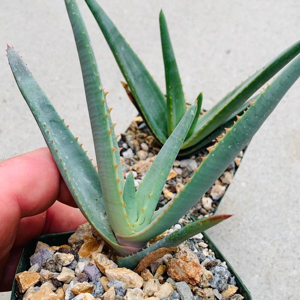 Aloe gneissicola / super hard to find!!