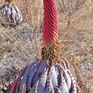 Aloe peglerae