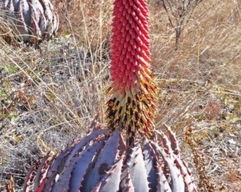 Aloe peglerae