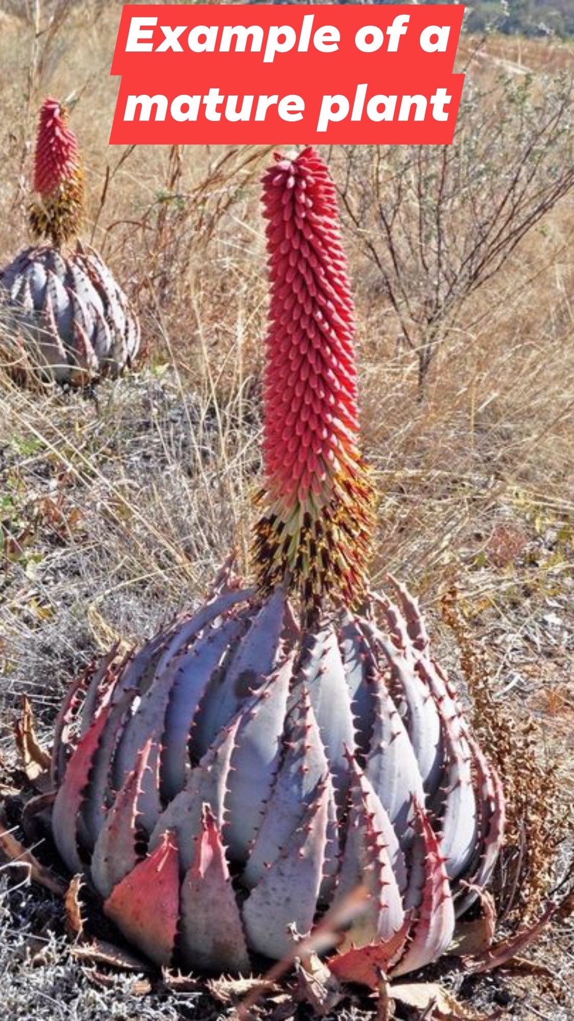 Aloe peglerae
