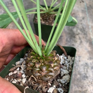 Euphorbia bupleurifolia / 4” pot