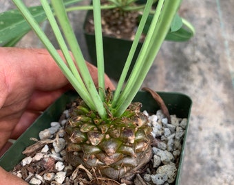 Euphorbia bupleurifolia / 4” pot
