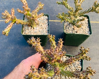 Edithcolea grandis ‘lake boringo’ /huge 4” pot size