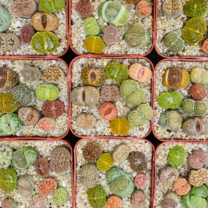 Lithops / set of 10 / living stones