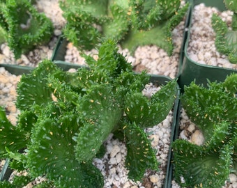 Euphorbia inermis crest ‘Sea Lettuce’