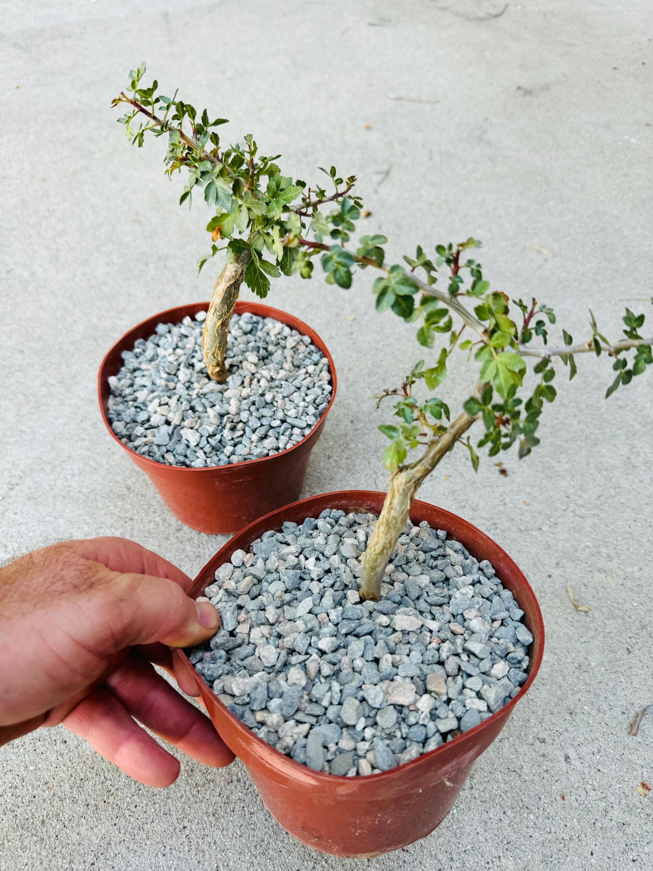 Bursera microphylla ブルセラ ミクロフィラ 2本 / 2020実生