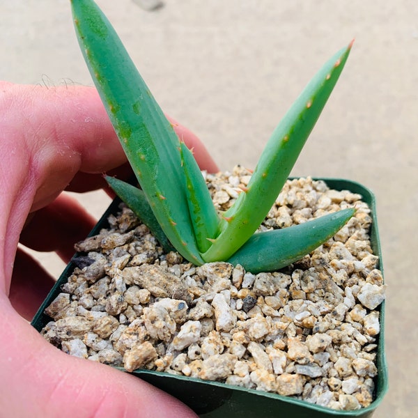 Aloe hybrid (‘Octopus Teeth’) / rare