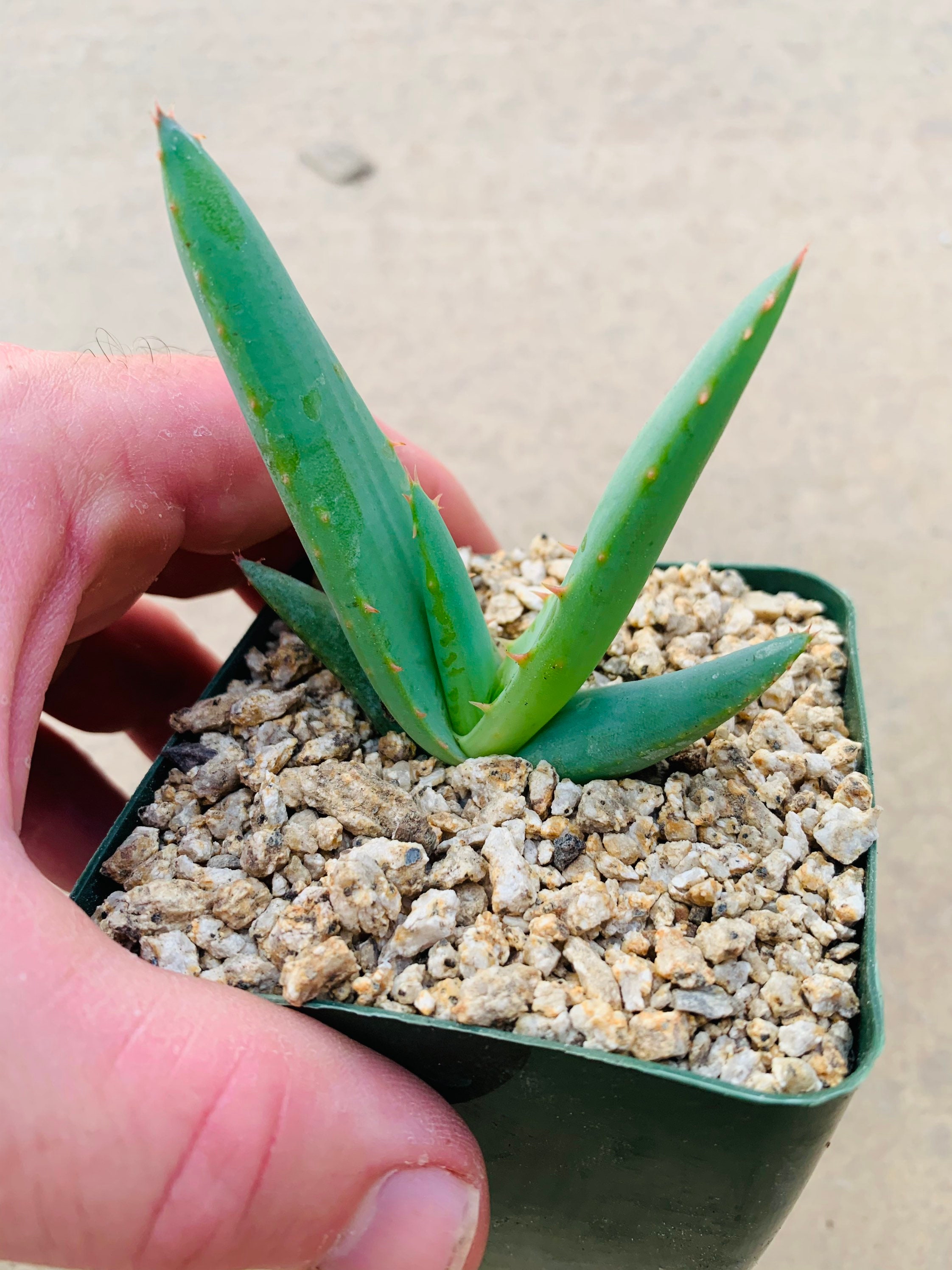Aloe Pearsonii - Etsy