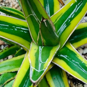 Variegated Agave Victoria-regina / 4” pot with offsets at the base