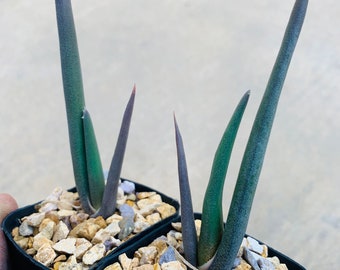Aloe suzannae / 2.5”pot seedling