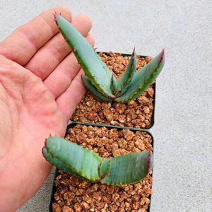 Aloe excelsa Yellow Flower / 4 pot / Uber rare image 5