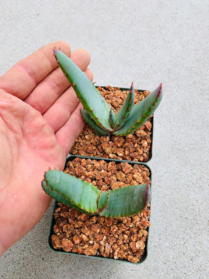 Aloe excelsa Yellow Flower / 4 pot / Uber rare image 5