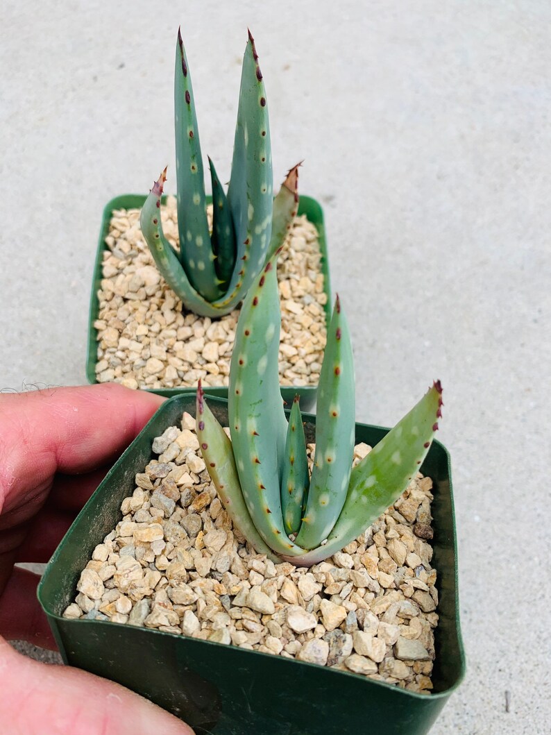 Aloe littoralis / rare / 4 pot image 3