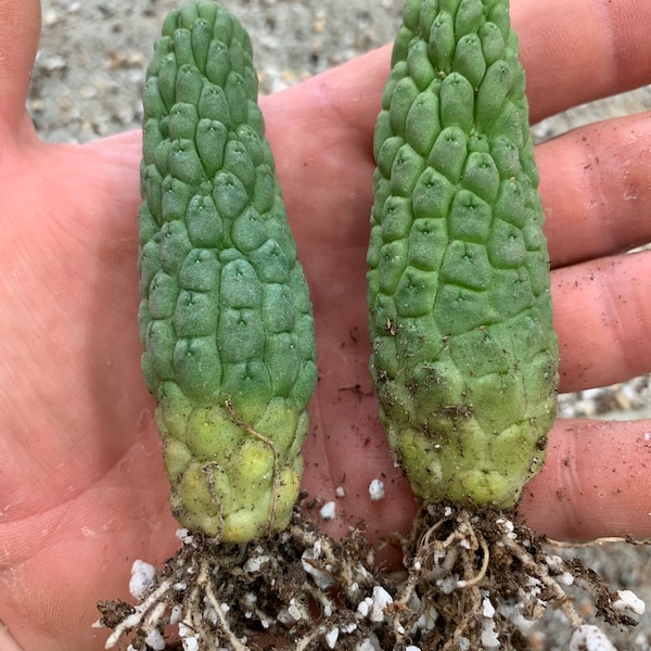 Rare Cactus - larryleachia cactiformis / own roots / live cactus 2.5” pot