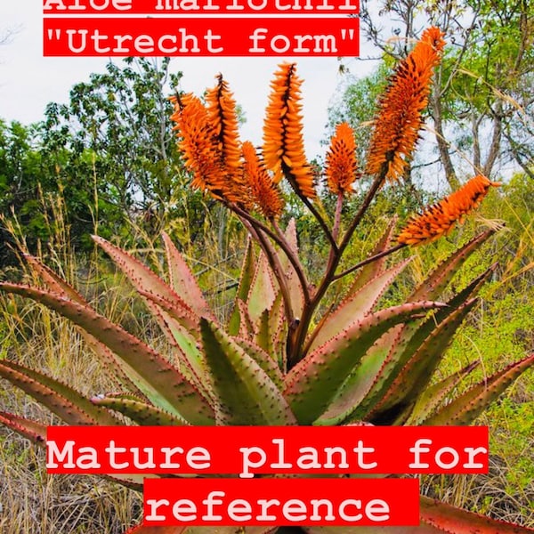 Aloe  marlothii  / “Utrecht form” Orange flower