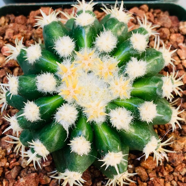 Echinocactus Grusonii Var. Brevispinus / maceta de 4” / raro