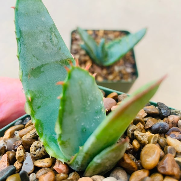 Aloe ‘Super Woman’  (aloe marlothii Utrecht  x white flower ferox) hybrid / very rare!!!!