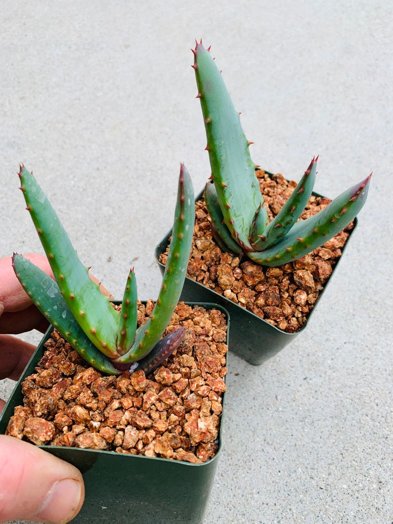 Aloe excelsa Yellow Flower / 4 pot / Uber rare image 2