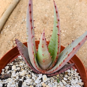 Aloe peglerae image 4