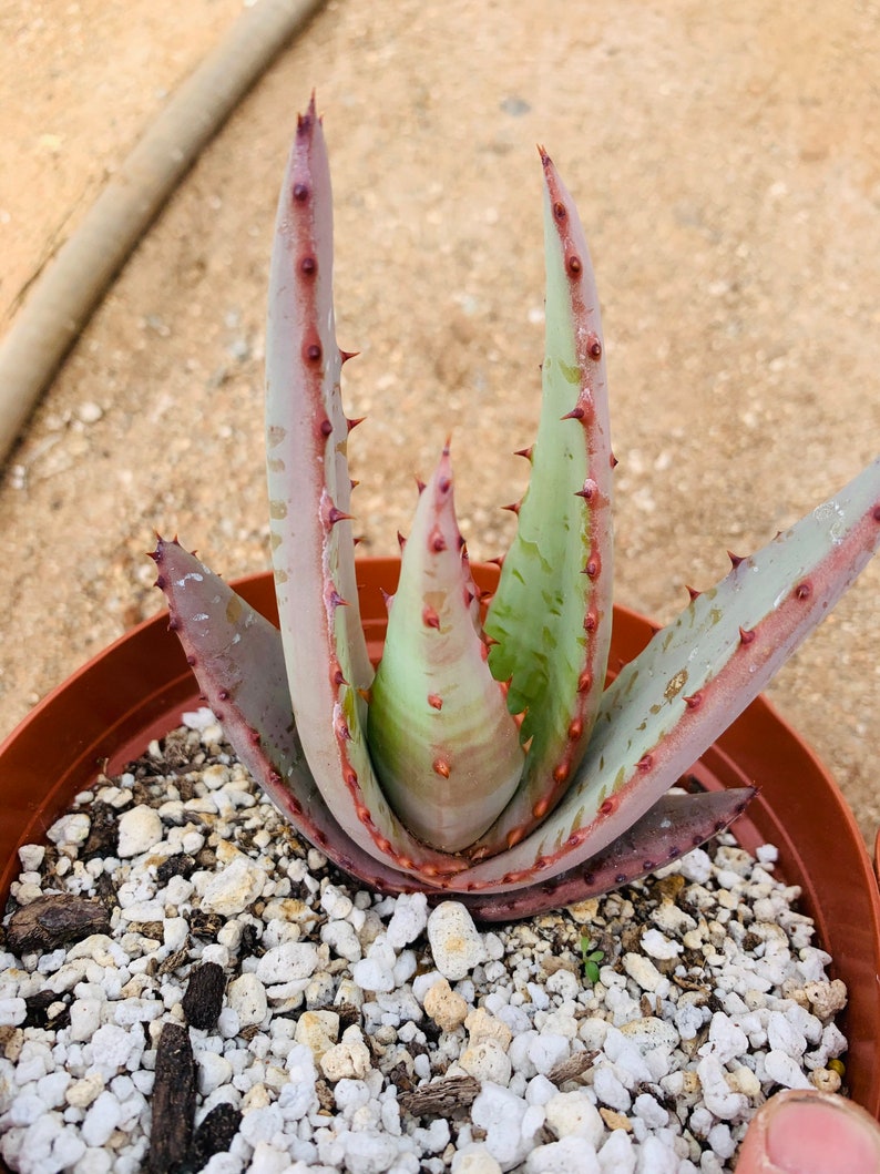 Aloe peglerae image 4