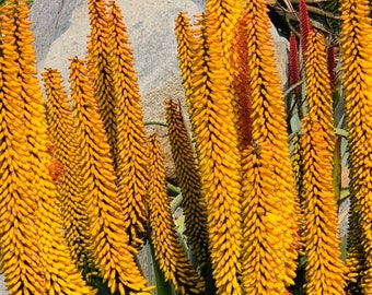 Yellow flower Aloe Ferox / rare!!! / 4” pot