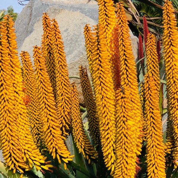 Yellow flower Aloe Ferox / rare!!! / 4” pot