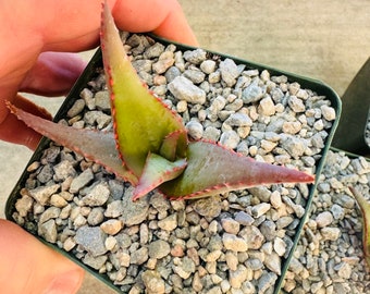 Aloe divaricata (‘Mr. Toothy’)