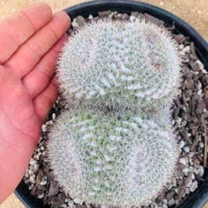 Mammillaria parkensonii double headed cluster / 3 gallon