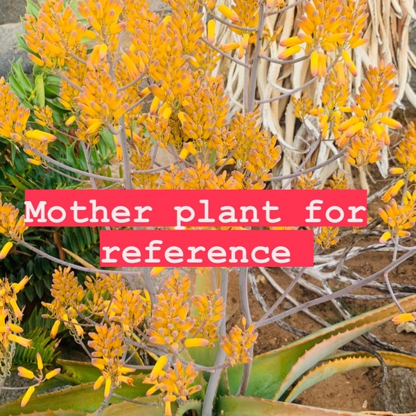 Yellow flower Aloe megalacantha /Rare / 4” pot