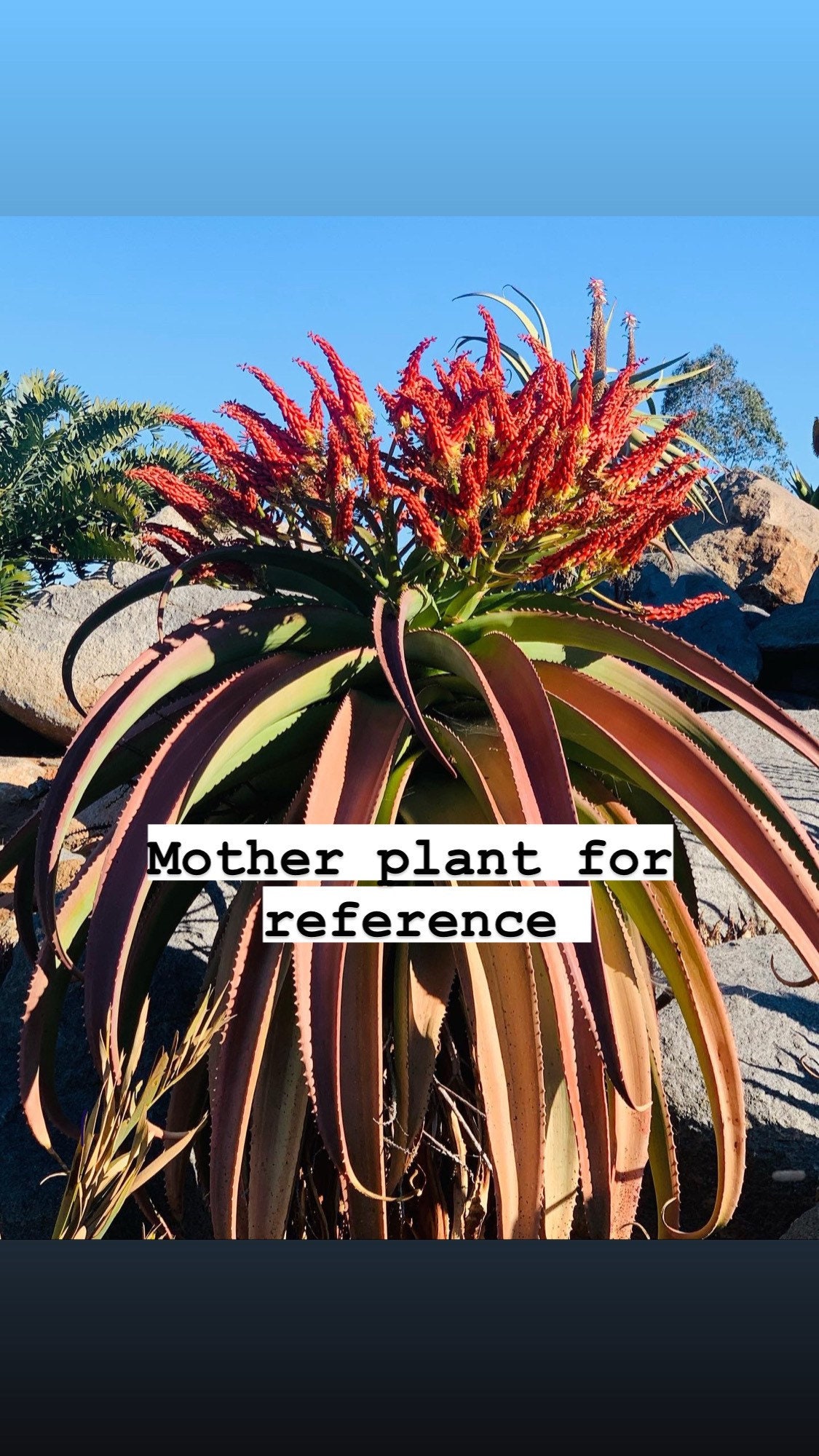 Aloe vaotsanda / 4” pot seedling