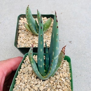 Aloe littoralis / rare / 4 pot image 4