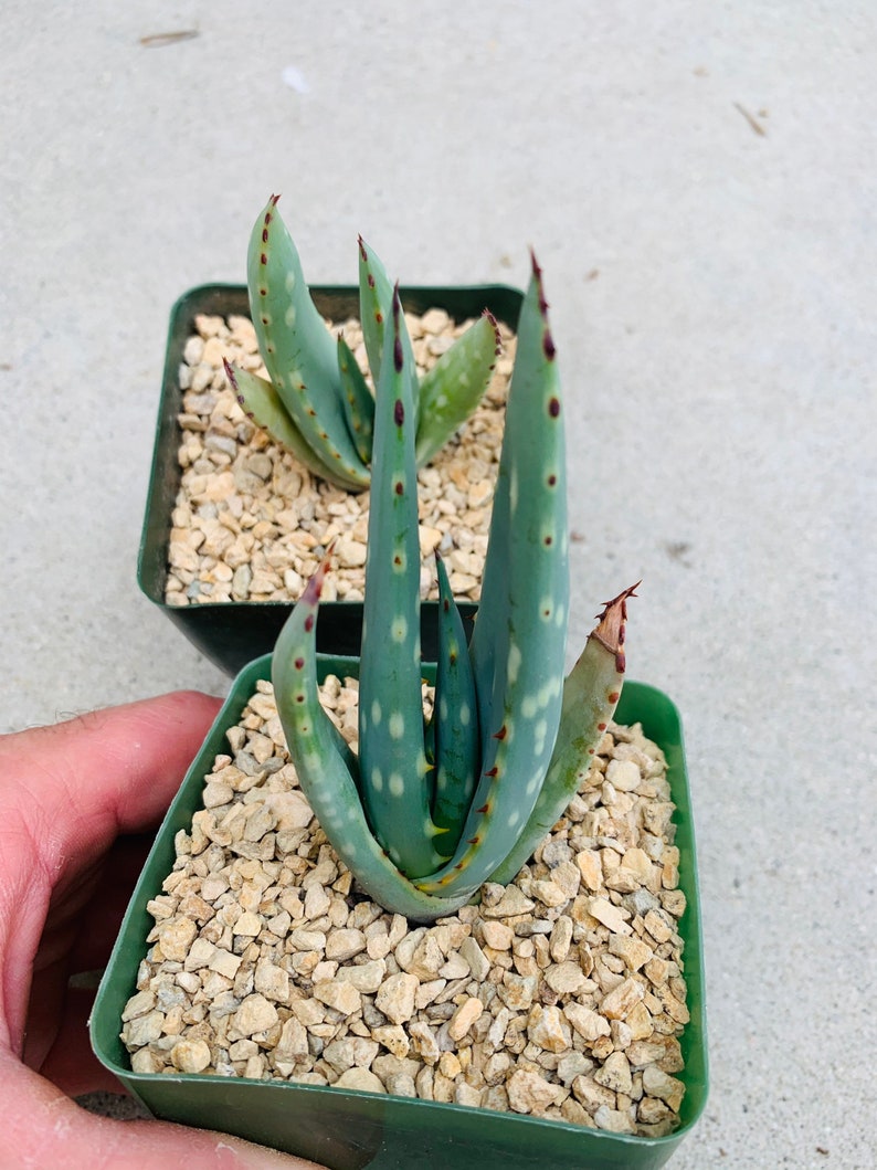 Aloe littoralis / rare / 4 pot image 4