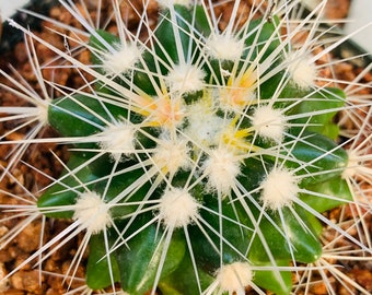 White Spined Golden Barrel Cactus / RARE / 4” / Live Cactus Plant / Indoor Plant /Drought Tolerant / Succulent