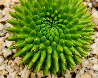 Euphorbia suzannae