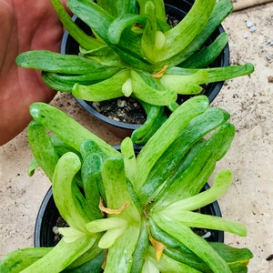 glottiphyllum longum variegated clusters image 2