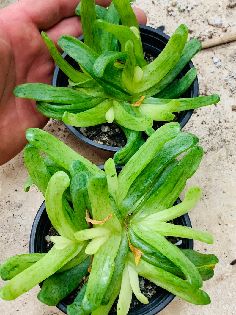 glottiphyllum longum variegated clusters image 2