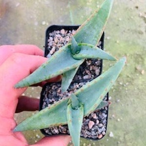 Aloe alooides