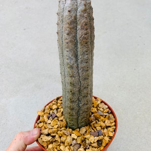 Euphorbia abdelkuri /huge 6” pot