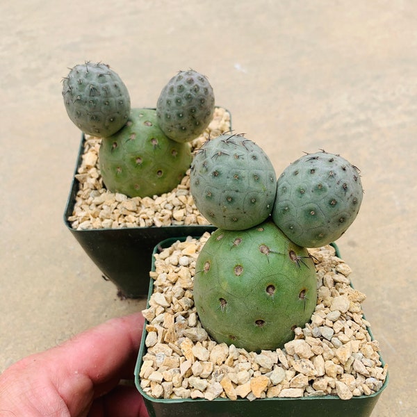 Tephrocactus geometricus  / triple ball