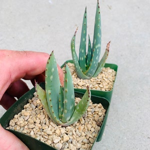 Aloe littoralis / rare / 4 pot image 1