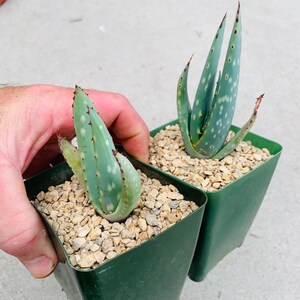Aloe littoralis / rare / 4 pot image 2