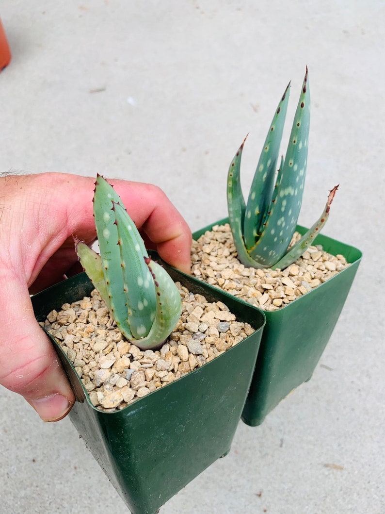 Aloe littoralis / rare / 4 pot image 2