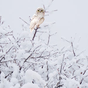 Descarga digital del búho de invierno