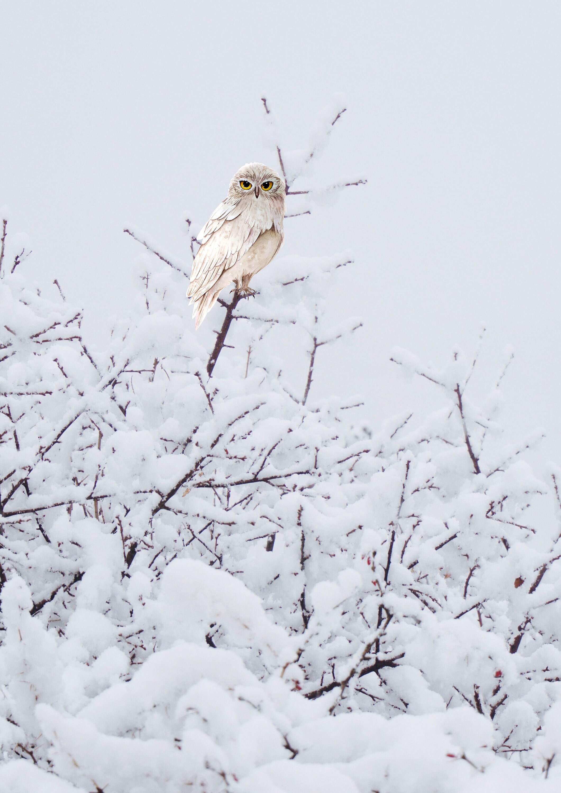 Winter Owl Digital Download - Etsy