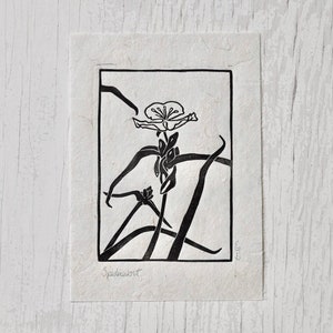 Spiderwort - Linocut Print - North American Wildflower