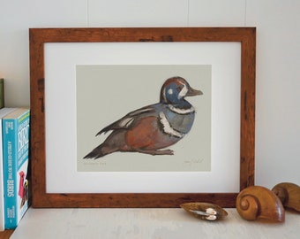 Giclée Print - Harlequin Duck - Fine Art - Unframed