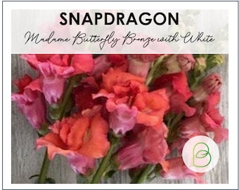 Snapdragon Madame Butterfly Bronze with White 10+ Seeds